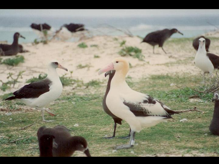 Short-tailed Albatross (Phoebastria albatrus) Hawaii